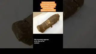 The “Hawk” #Mummy #history #viralshort #fyp #goviral #short #ancientegypt