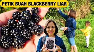 Petik Buah Blackberry Liar-Picking Wild Blackberry