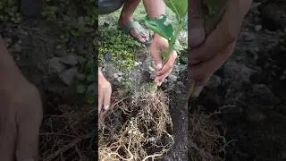 Method of planting oranges with lots of roots #134 #shorts