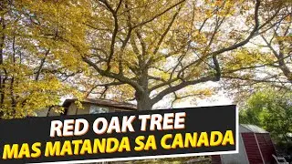 RED OAK TREE SA TORONTO, MAS MATANDA PA SA MISMONG CANADA