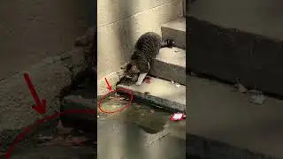 Этот кот поймал не рыбу, а славу! 🐱🌟
