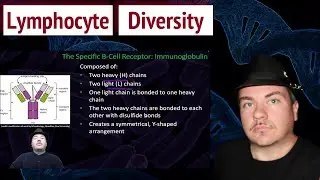 Development of Lymphocyte Diversity