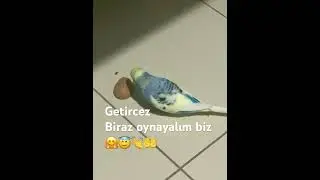 Biraz oynasın getirecekmiş paşa Allah’ım sana emanet nasıl akıllı kuzum😂😂😂😂😂