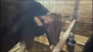 Лечим ноги раненой корове