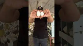 CUÁL PREFIERES TU?🥚❤️#gallinas #eggs #farming