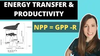 ENERGY TRANSFER & PRODUCTIVITY: A-level Biology.  NPP = GPP-R