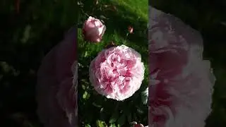 Роза Miranda 