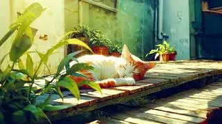 1 Hour of Calming Tunes to Comfort Cats: Gentle Sounds for Separation Anxiety Relief