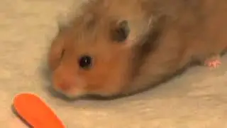 Жадный хомяк :) И куда в него столько лезет!