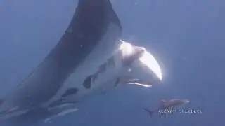 Манты на Пхукете, @ThaiDive
