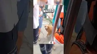 This dog just wanted to be there for his owner 🥺💔 #shorts