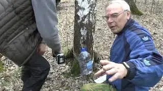 Берёзовый сок