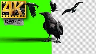 Black Crow (part 1) | Bird flying Green Screen | Footage 4K