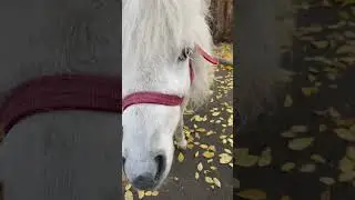 Пони 03.11.2024