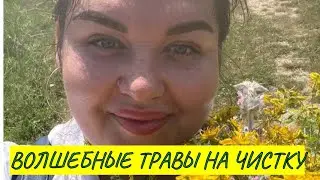 Травы, изгоняющие любых бесов. Делюсь составом трав, который поможет почистить себя
