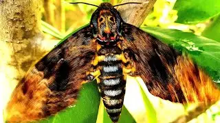 Slow-Mo Death's Head Hawk Moth @Firsttimebyncn
