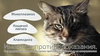 Фелиферон – противовирусный препарат для кошек