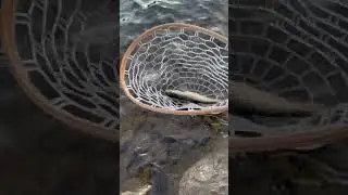 Healthy trout catch