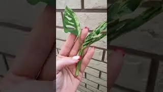 Покупочки☺💚 Монстера адансона вариегатная💚 #plants #растения #flowers #монстераадансона