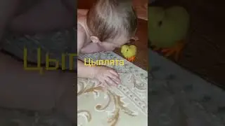 Цыпленок