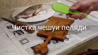 Чистка чешуи пеляди.
