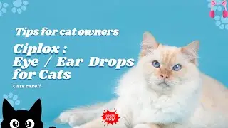 Ciplox : Eye / Ear Drops for Cats | How to apply eye drops to Kittens/cat 