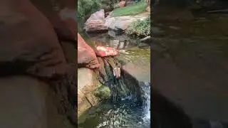 Habitat in Las Vegas