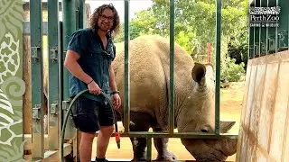 Meet the maintenance man with a rhinormous friend!