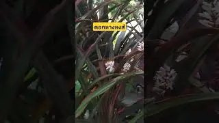 ดอกหางหงส์ หมากผู้หมากเมีย#ไม้ประดับ #สวน #plants #ไม้มงคล #ไม้จัดสวน