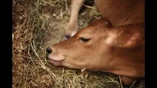 наши маленькие телятки