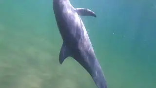 wild dolphin interaction