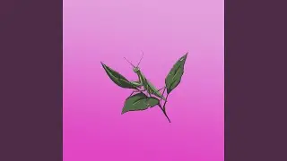 Little Friend