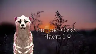 ВОПРОС-ОТВЕТ | ЧАСТЬ 1 | Родственники против коллекционирования? | Отношение к меньшинствам? |