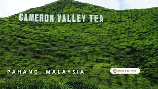Cameron Valley Tea Malaysia | Walking Tour in 4K