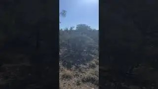 Video of Hickison Petroglyph, NV from Amber