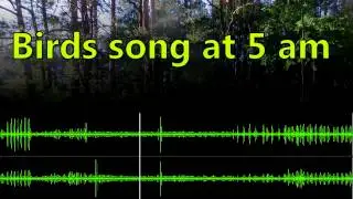 Relaxing singing birds (morning song at 5 am)