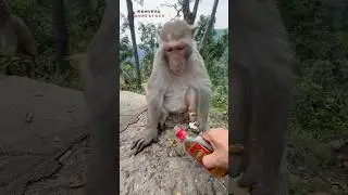 面白い 