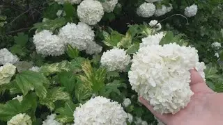 Калина Бульденеж - описание сорта.