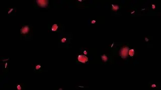 Falling red rose petals black screen background.(Download link)720p