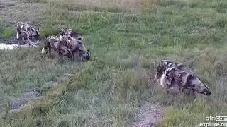 African wild dogs starting a hunt -Africam Sighting- Nkorho Cam- (April 2 2023)