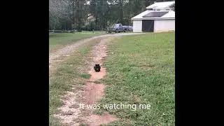The Scariest Cat Encounter Ever