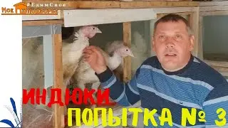 Индюки «Хайбрид Конвертер» (часть 1). 