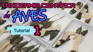 Taxidermia científica de AVES (Tutorial 1)