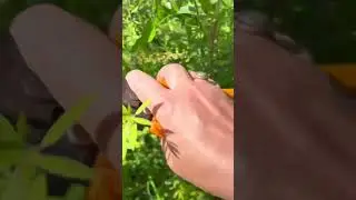 Формируем декоративные кустарники для нужной формы и лучшего цветения!👌😉#сад#красотавокруг#цветы