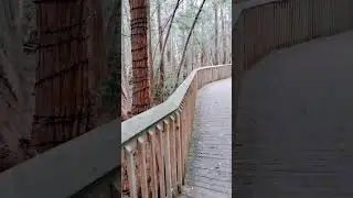 Прогулка по парку. North Myrtle Beach, SC 
