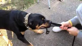 160lb Rottweiler Attacks!!!