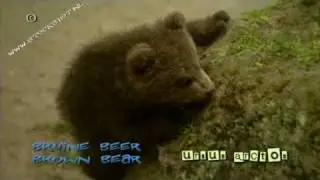 playful brown bear cubs - bruine beer - ursus arctos