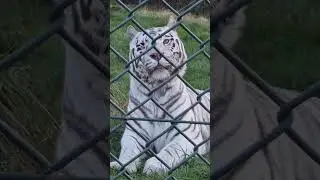 This Beautiful White Tiger Only has One Eye 