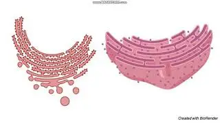 cell structure and function RER