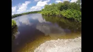 Graeme Hall Mangrove Ecosystem